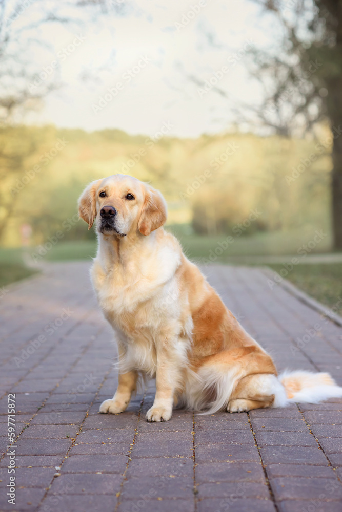 dog golden retriever in the spring in nature in the park dog golden retriever in the spring in nature in the park