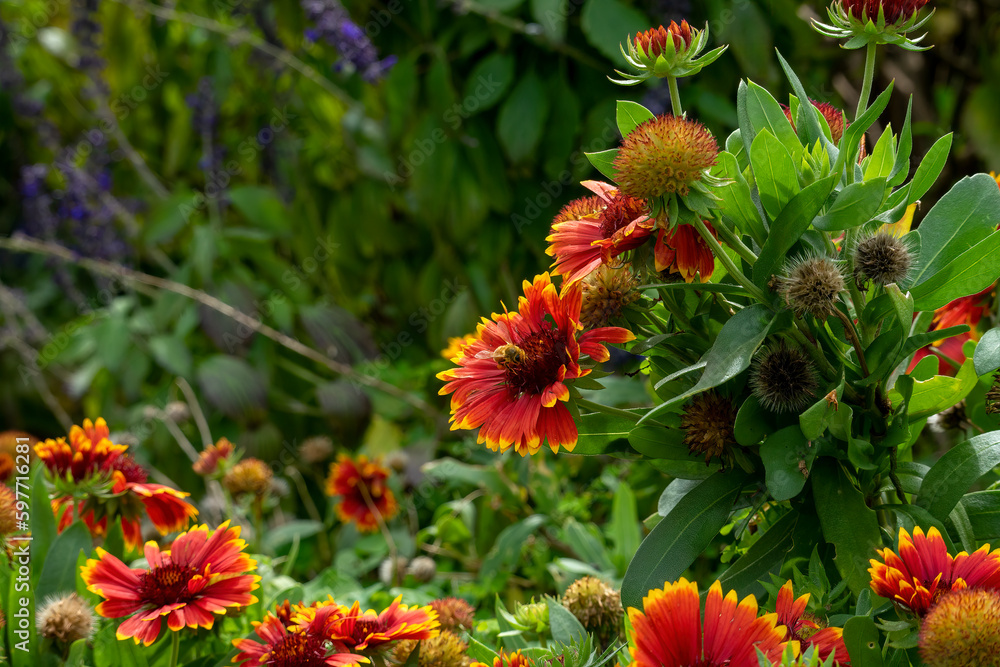 Honey bee on a firewheel blanket flower (gaillardia pulchella) in garden Honey bee on a firewheel blanket flower (gaillardia pulchella) in garden