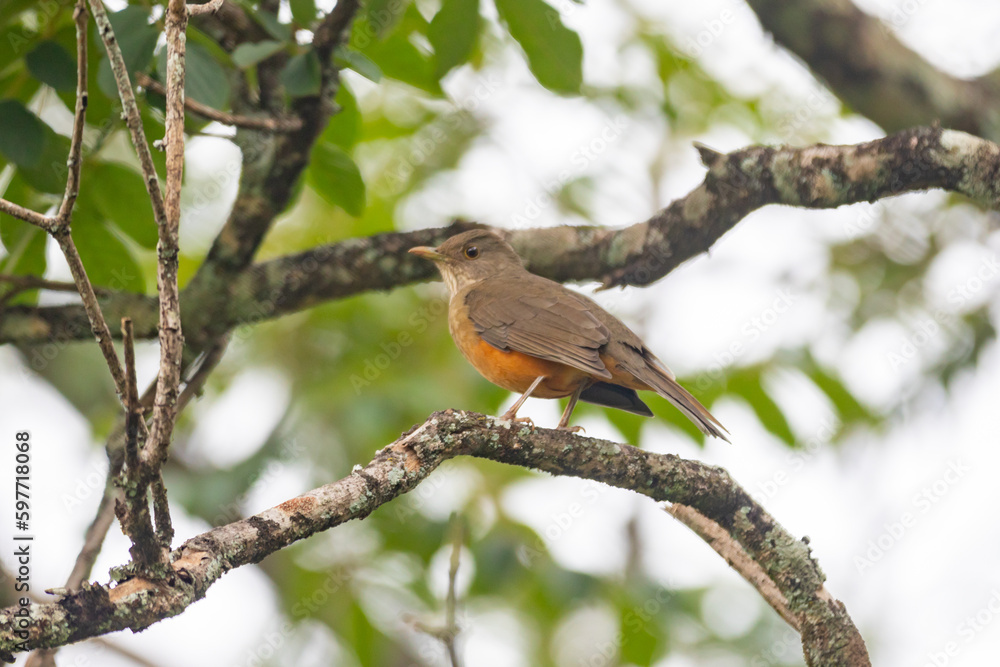 Picture of a beautiful Rufous-bellied Thrush in the feeder! (Turdus rufiventris ) know as Picture of a beautiful Rufous-bellied Thrush in the feeder! (Turdus rufiventris ) know as