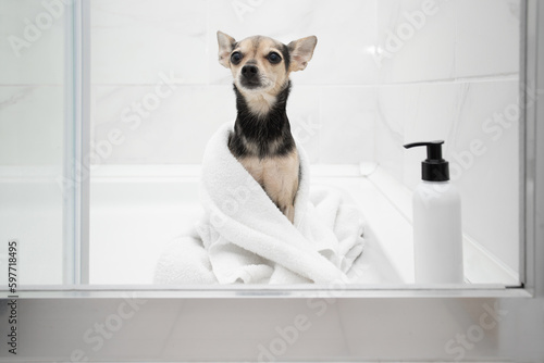 cute funny dog in the shower with a mockup bottle of dog shampoo, pet in a towel, animal cosmetics © yta