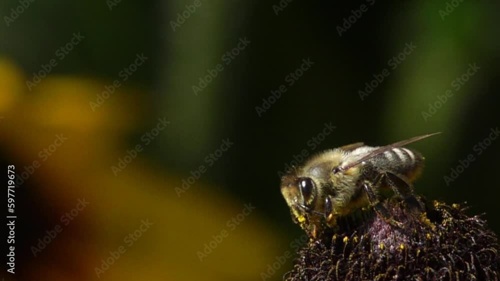 Bee collecting nectar in slow motion on a blur background Bee collecting nectar in slow motion on a blur background