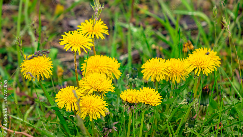 The world around, nature, plants, flowers. The world around, nature, plants, flowers.