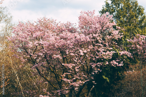 spring flowers among nature