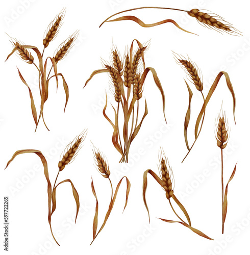 Watercolor bunch of dried wheat ears clipart. Whole grains realistic illustration set.