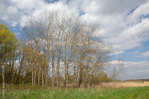 Wide angle tree near meadow landscape, various species, rural village outdoor