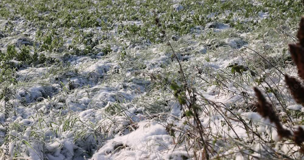 Grass covered with snow and ice in winter, agricultural field with different plants in the snow after frosts and snowfalls in eastern Europe Grass covered with snow and ice in winter, agricultural field with different plants in the snow after frosts and snowfalls in eastern Europe