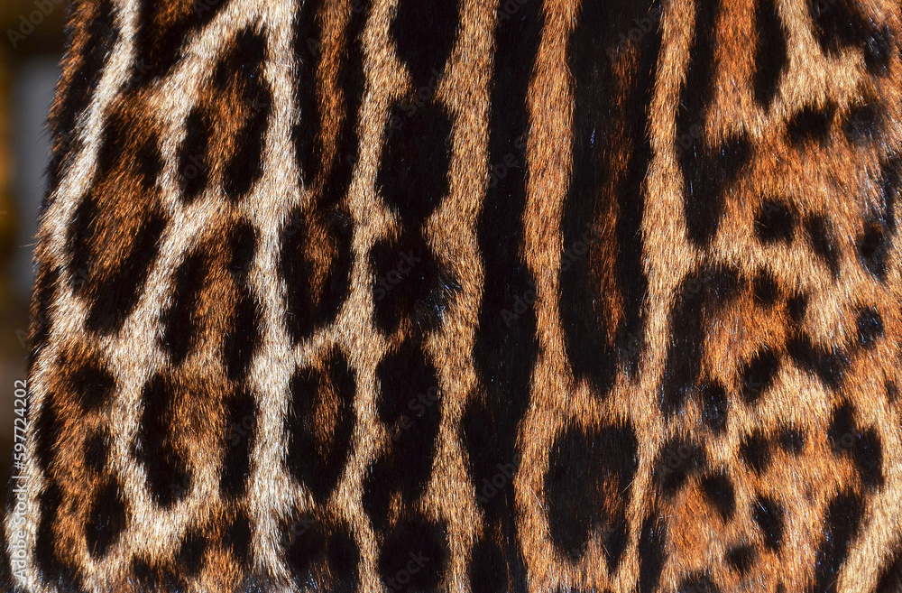 leopard fur texture leopard fur texture