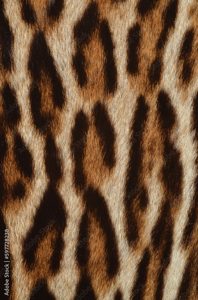 leopard texture leopard texture