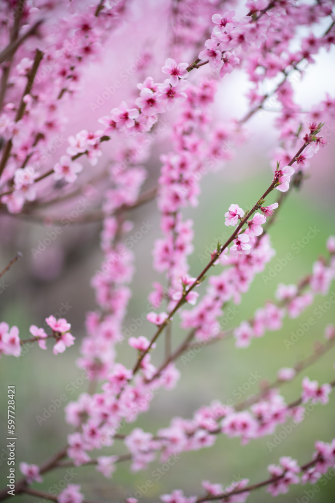 A peach blooms in the spring garden. Beautiful bright pale pink background. A flowering tree branch in selective focus. A dreamy romantic image of spring. Atmospheric natural background A peach blooms in the spring garden. Beautiful bright pale pink background. A flowering tree branch in selective focus. A dreamy romantic image of spring. Atmospheric natural background