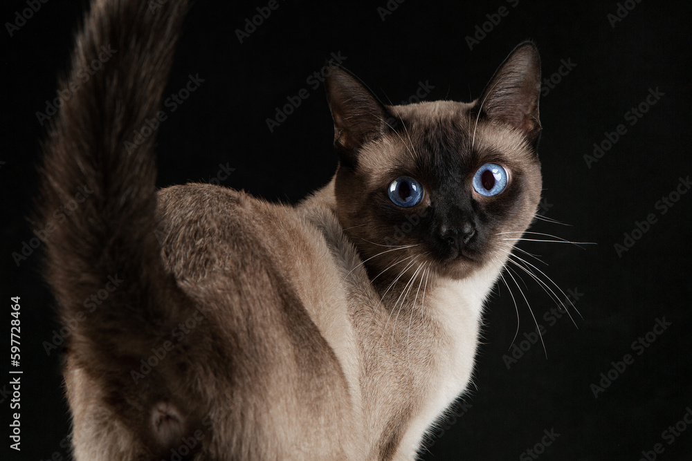 Siamese cat on a black background, brown fur, blue eyes, close-up, clean background