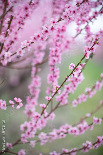 A peach blooms in the spring garden. Beautiful bright pale pink background. A flowering tree branch in selective focus. A dreamy romantic image of spring. Atmospheric natural background