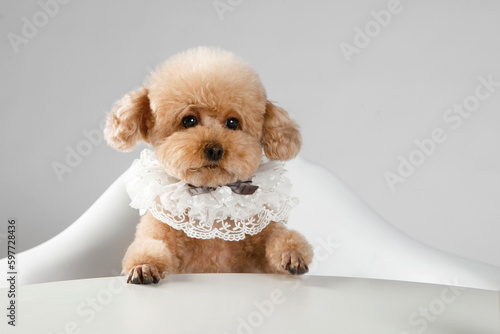 Brown poodle wearing a white lace scarf, sitting on a chair, clean background, close-up image © wei