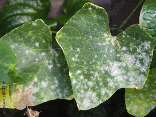 Powdery mildew on coccinia grandis or ivy gourd. Closeup photo, blurred. photo