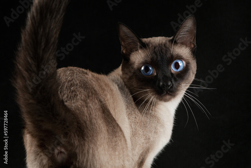 Siamese cat on a black background, brown fur, blue eyes, close-up, clean background © wei