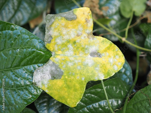 Powdery mildew on coccinia grandis or ivy gourd. Closeup photo, blurred. photo