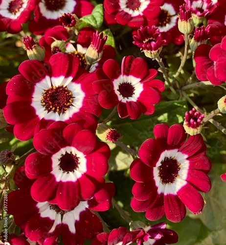Red gerbera flowers