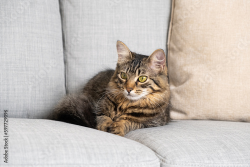 Beautiful brown tabby cat with yellow-green eyes lying on the couch
