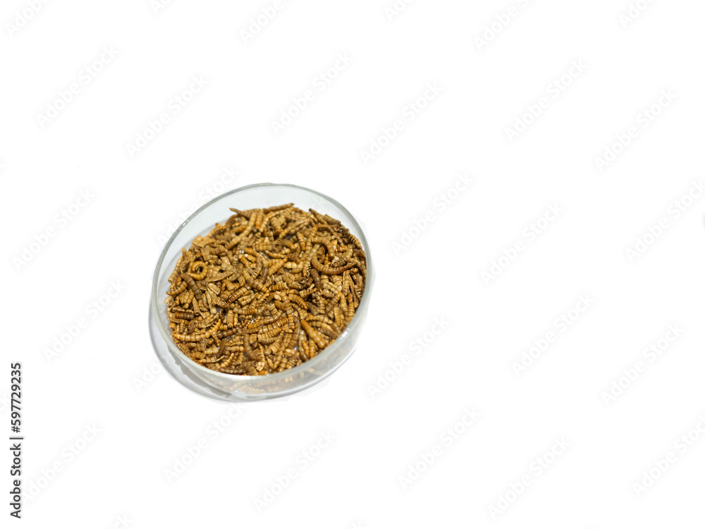Snack insects. Mealworm larvae as food crustaceans tenebrio molitor, freeze-dried for snacking. Fried Roasted worms. Animal snack concept. Snack insects. Mealworm larvae as food crustaceans tenebrio molitor, freeze-dried for snacking. Fried Roasted worms. Animal snack concept.
