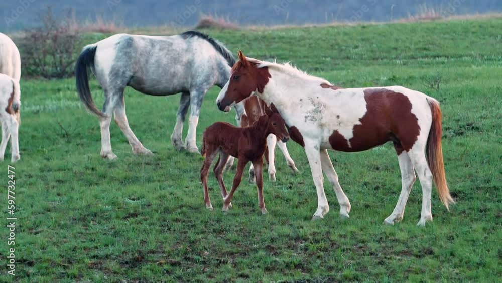 Slow motion. A foal caresses its mother and goes to drink its mother's milk in the pasture in the rays of the sunset. Footage for positive emotions. Rural landscape Slow motion. A foal caresses its mother and goes to drink its mother's milk in the pasture in the rays of the sunset. Footage for positive emotions. Rural landscape