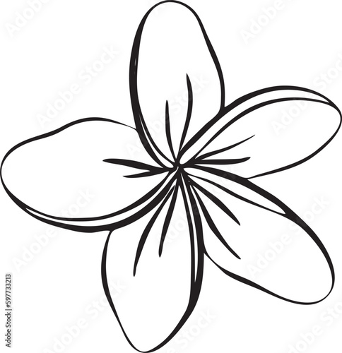 Frangipani and plumeria tropical flower. Hand drawn line art frangipani isolated in white background. Outline vector illustration.Tropical decorative exotic flowers, blooming