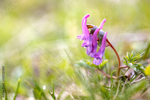 colombina solida fiorita in primavera photo