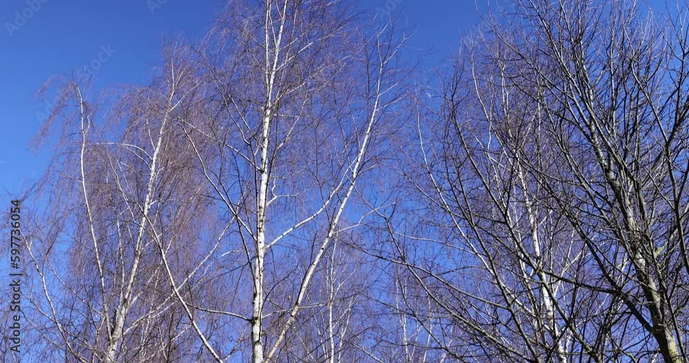 leafless birch trees in early spring in sunny weather, the first buds on young birches in early spring leafless birch trees in early spring in sunny weather, the first buds on young birches in early spring