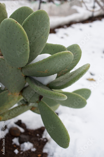 Sabra in the snow © Dror