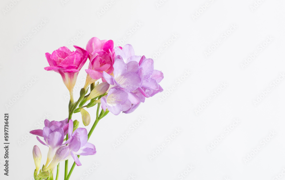 freesia flowers on white background