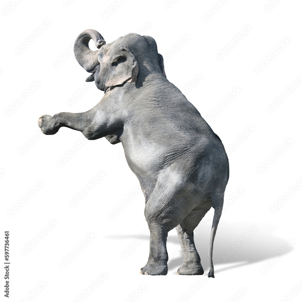 Fototapeta premium Elefant