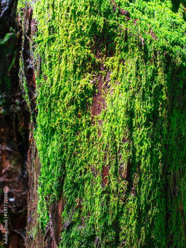 Fototapeta Naklejka Na Ścianę i Meble -  Green moss on a tree in nature