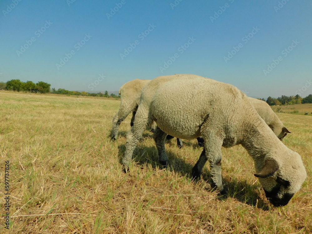 Three Hampshire Down Sheep that is beige in color with black noses and ears, grazing next to each other on a golden grass field under a clear blue sky on a sunny day in South Africa Three Hampshire Down Sheep that is beige in color with black noses and ears, grazing next to each other on a golden grass field under a clear blue sky on a sunny day in South Africa