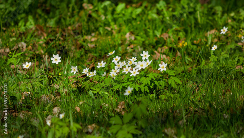 Anemone nemorosa, spring grass on green background, simple white flower with six petals © Sviatlana