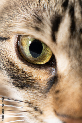 Yellow-green cat beautiful eye, pupil, close-up, macro