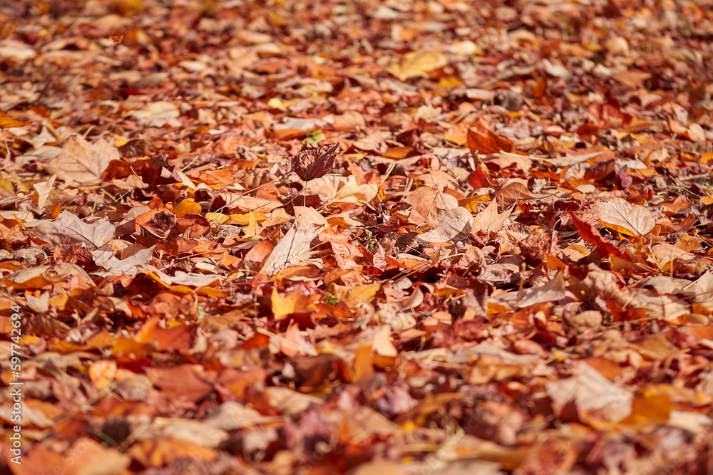 Fall, ground covered with golden orange autumn leaves Fall, ground covered with golden orange autumn leaves