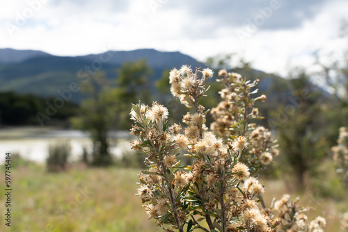 Wallpaper Mural mule fat flowers on a bright sunny day at Ushuaia Torontodigital.ca