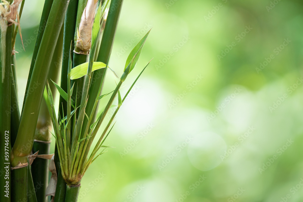 Naklejka premium Bamboo trees on nature background.