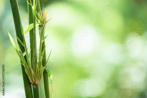 Bamboo trees on nature background.