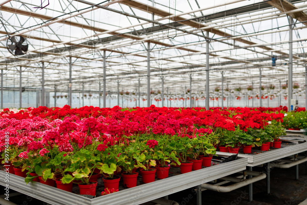 Many flowers in pots on racks in a greenhouse. Floriculture industry business