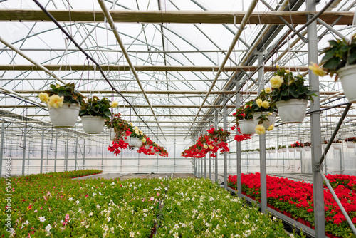 Inside a flower greenhouse, floral business, floriculture industry