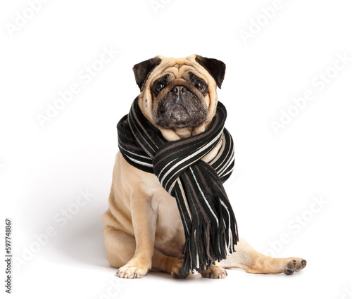 Fototapeta Naklejka Na Ścianę i Meble -  Cute pug dog in warm scarf on white background