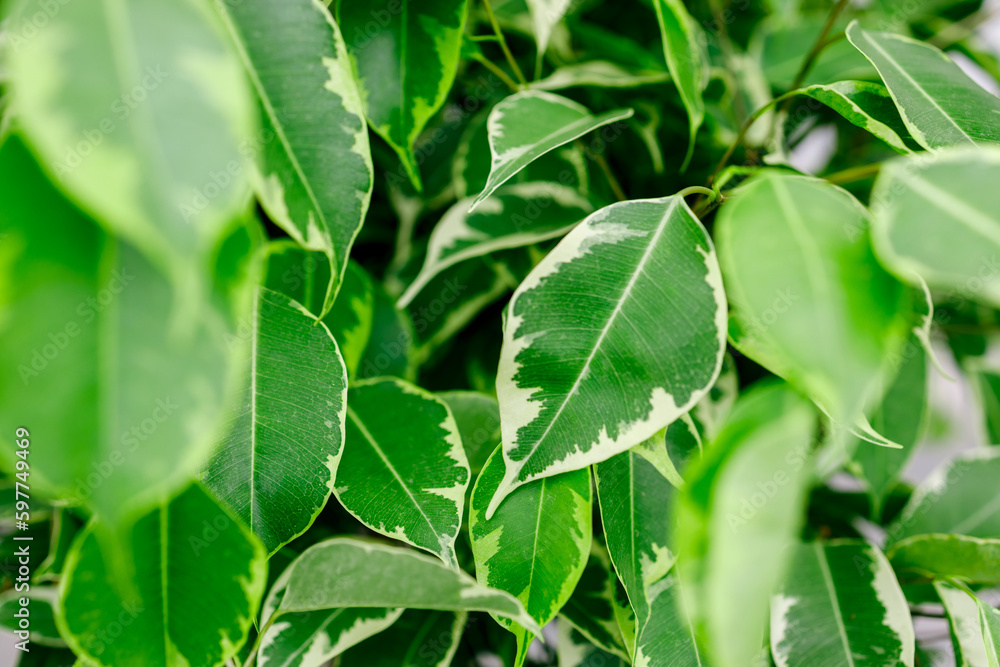 Green texture of ficus leaves Green texture of ficus leaves