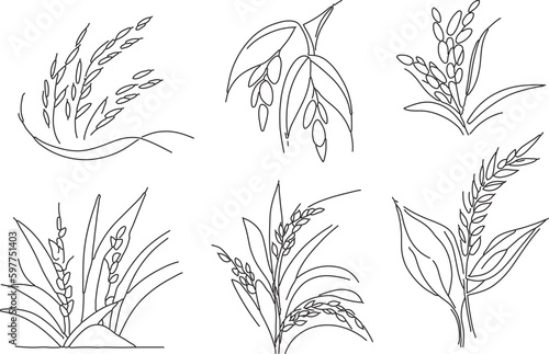 Rice Crop line art vector on white background 