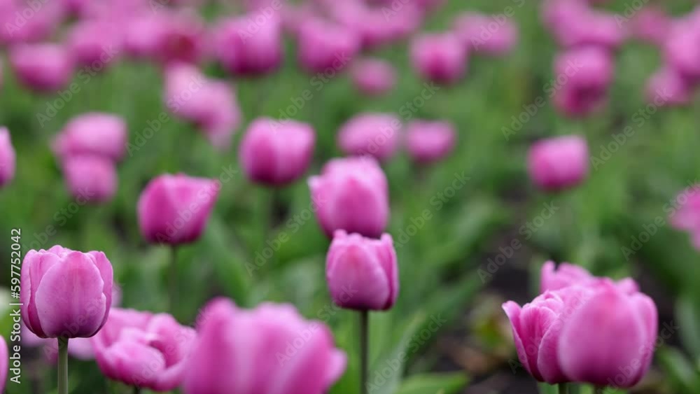 Beautiful bright colorful pink Spring tulips. Field of tulips. Tulip flowers blooming in the garden. Panning over many tulips in a field in spring. Colorful field of flowers in nature Beautiful bright colorful pink Spring tulips. Field of tulips. Tulip flowers blooming in the garden. Panning over many tulips in a field in spring. Colorful field of flowers in nature