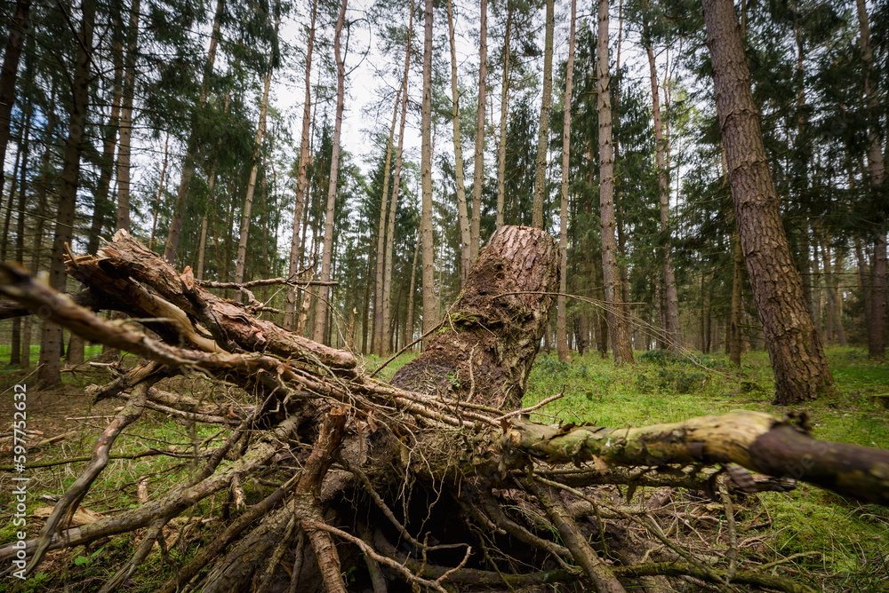 FOREST - Root and trunk of a tree in a coniferous forest FOREST - Root and trunk of a tree in a coniferous forest