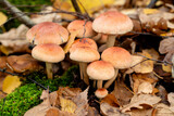group of mushrooms growing   among fallen yellowed leaves in autumn forest