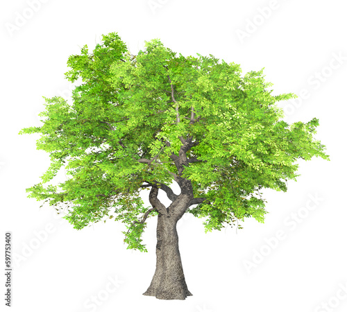 green tree isolated on transparent background, 3D illustration, png