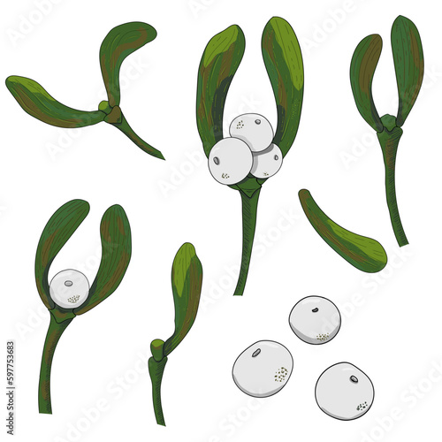 Set of mistletoe branches. Doodle illustration. Elements for design