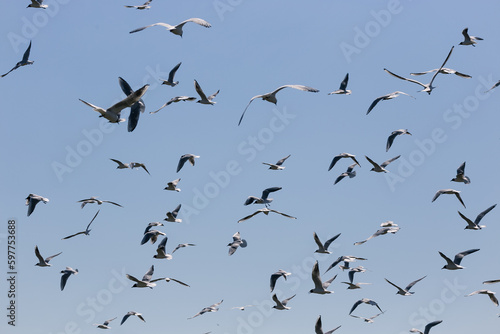 flock of seagulls flying on sunny day