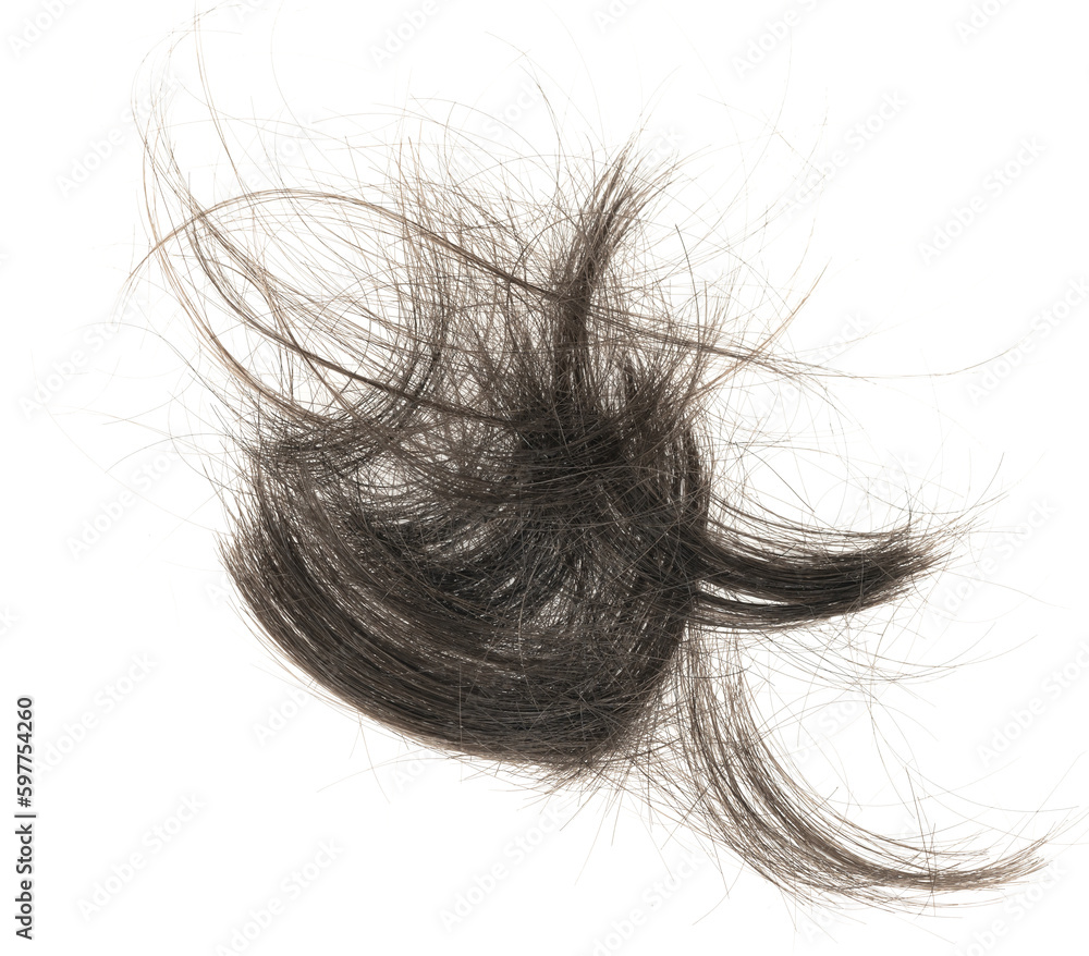 Hair bundle isolated on white background. tuft human hair close-up. haircut Hair bundle isolated on white background. tuft human hair close-up. haircut