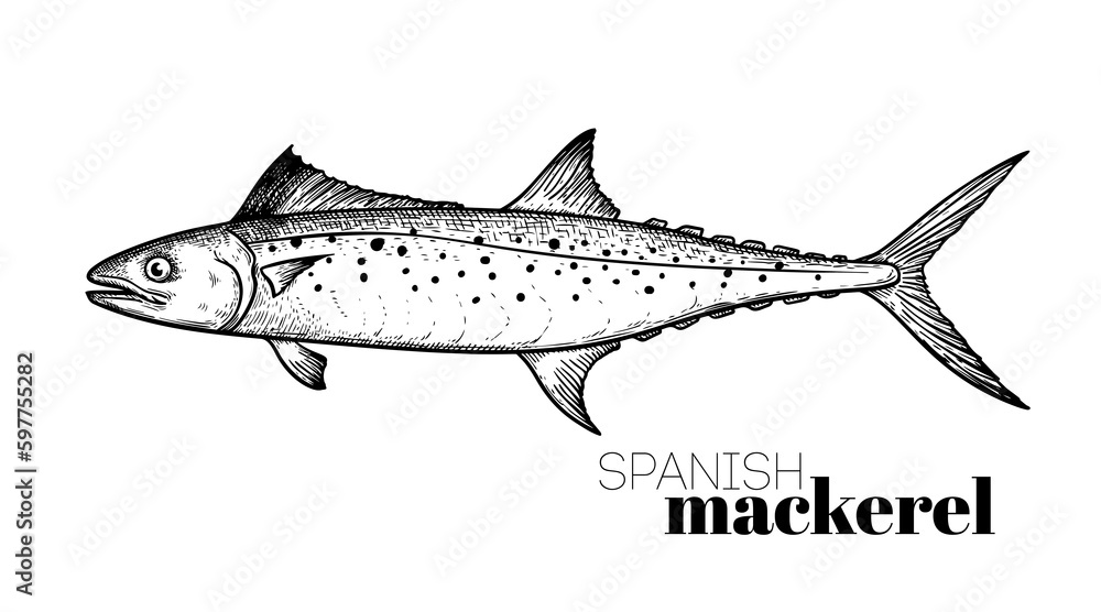Hand drawn sketch style Spanish Mackerel. Fish restaurant menu element